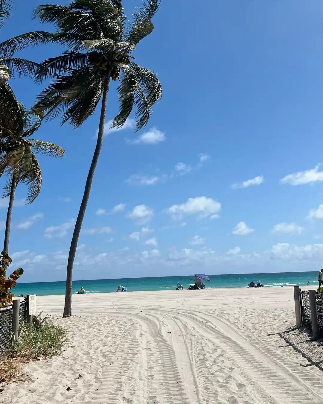 Palm-lined beach in South Florida